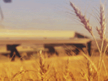 Wheat plants sway in the wind while a thresher advances in the background