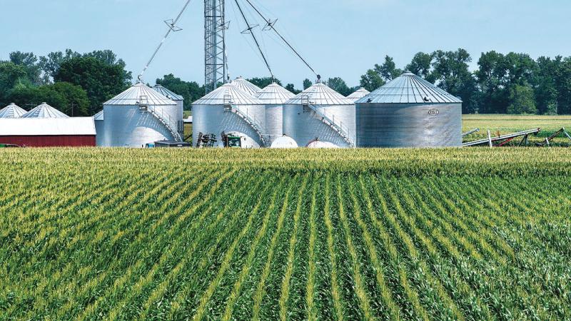 Long rows of corn crop in farm field